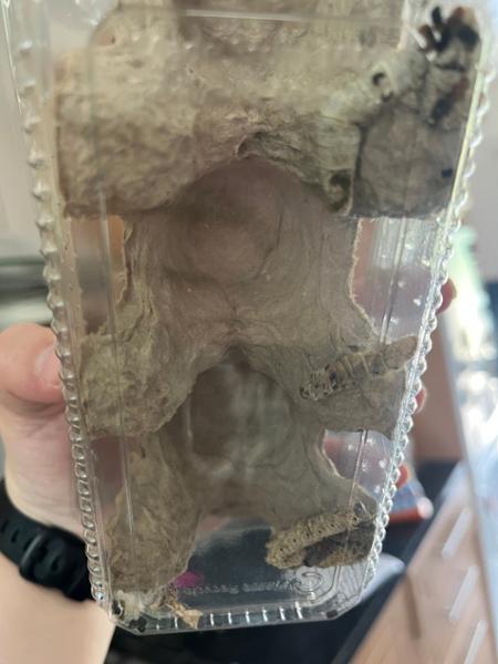 Silkworms came mostly dead and no redund
