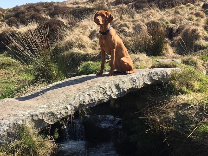 Eden Original Working Dog
