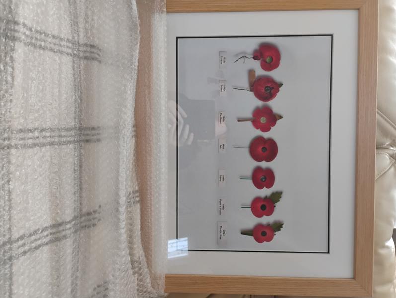Evolution of the Poppy A3 Print