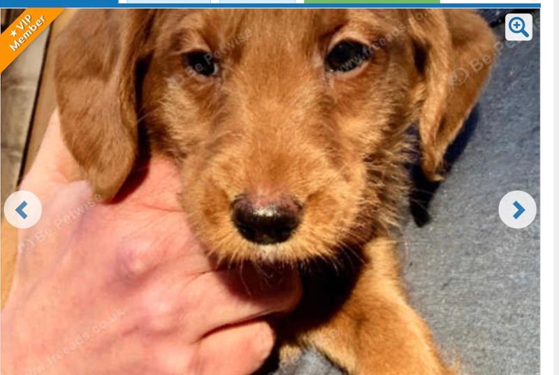 Super company great customer service and very happy pups and dogs