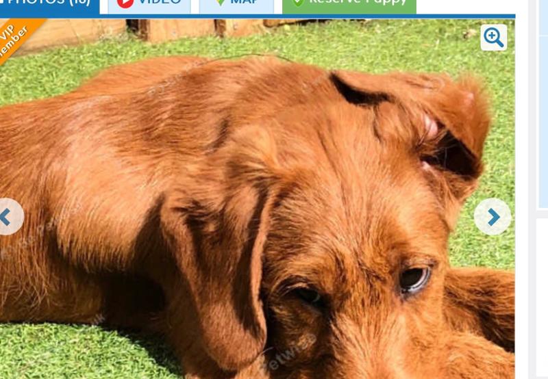 Super company great customer service and very happy pups and dogs