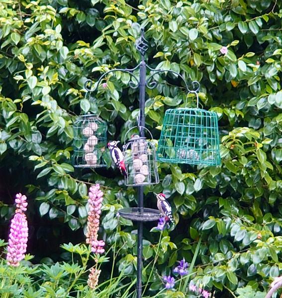 This feeder solved a problem