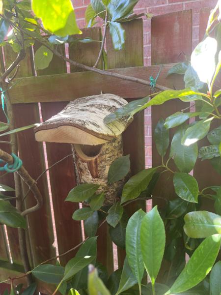 Birds 🐦 in the bush.