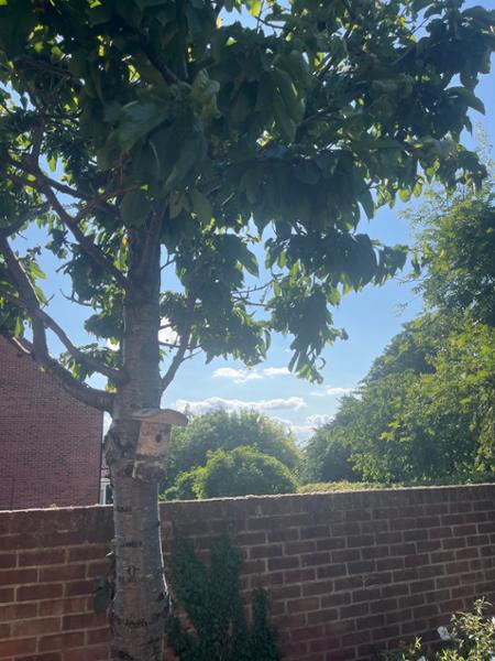 Birds 🐦 in the bush.