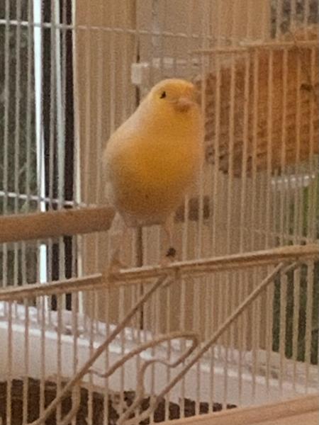 Happy canary