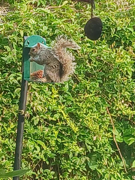 National Trust Green Metal Squirrel Feeder