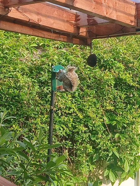 National Trust Green Metal Squirrel Feeder