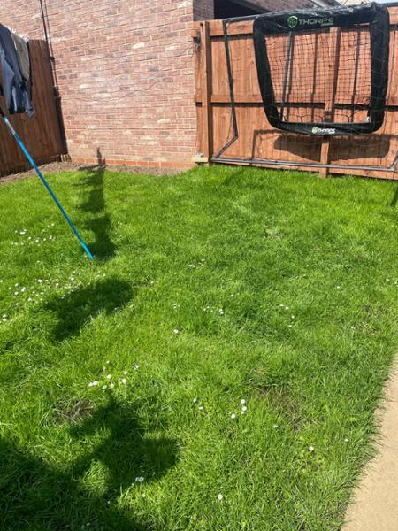 First purchase of grass seed