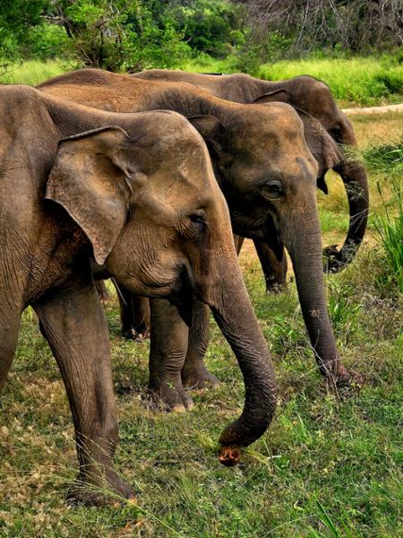 4904-Luxury Sri Lanka