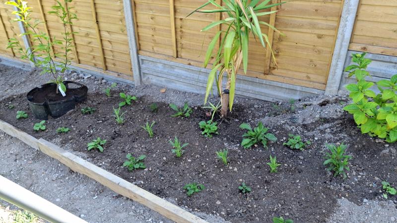 Best Value Perennial Collection