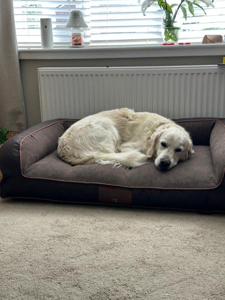 Burley Dog Sofa Bed - Chocolate Fudge - Large - Bed with Orthopaedic - Blended Memory Foam Particles - George Barclay