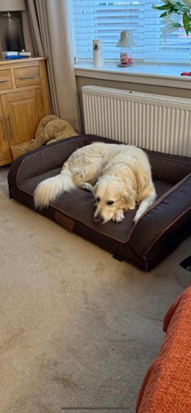 Burley Dog Sofa Bed - Chocolate Fudge - Large - Bed with Orthopaedic - Blended Memory Foam Particles - George Barclay