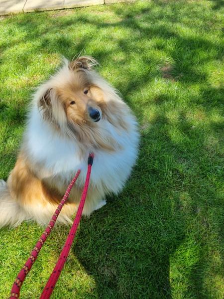 FREE GIFT Superfood Dental Sticks For Dogs