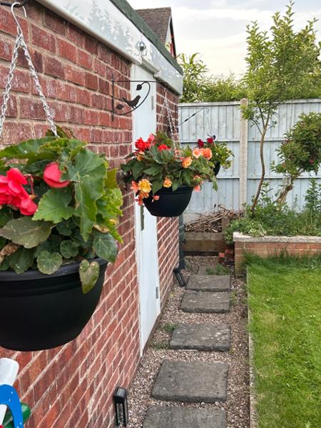 Begonia x tuberhybrida Apricot Shades Improved F1 Hybrid