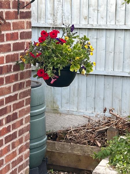 Tutti Frutti Pre-Planted Basket