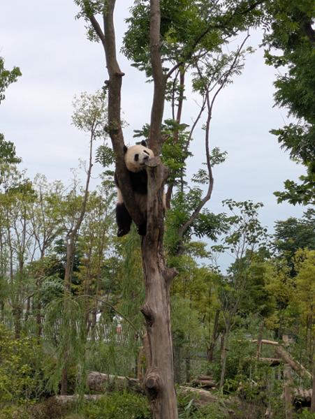 5179-2 for 1 Yangtze Cruise & Panda Experience