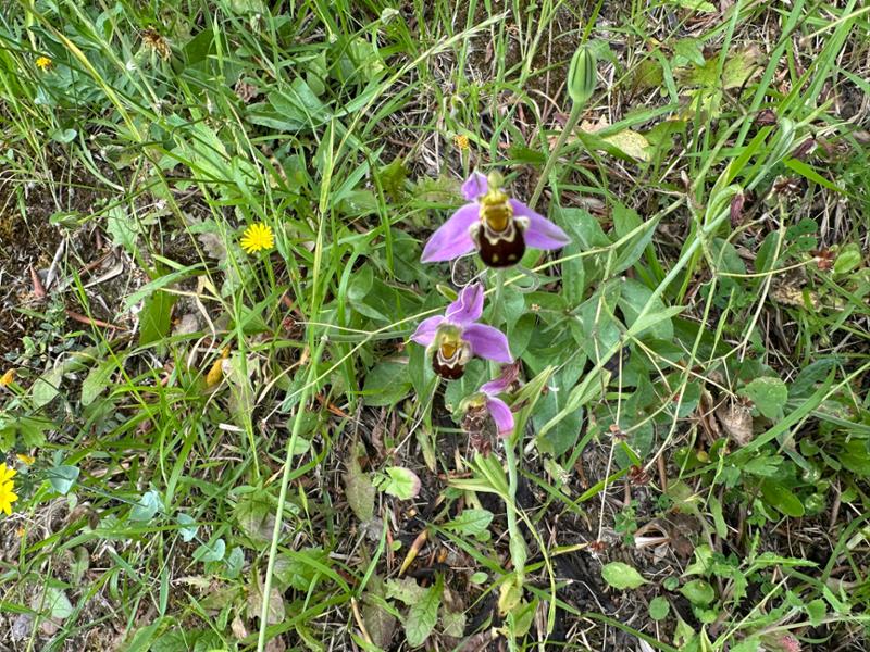 Via Francigena a piedi, da Lucca a Siena  easy               
feedback request