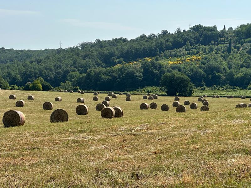 Via Francigena a piedi, da Lucca a Siena  easy               
feedback request