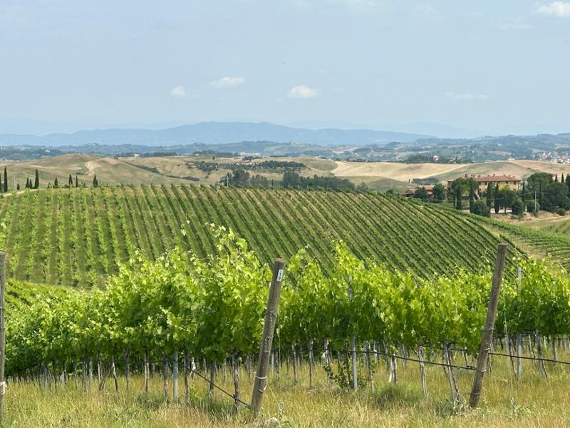 Via Francigena a piedi, da Lucca a Siena  easy               
feedback request
