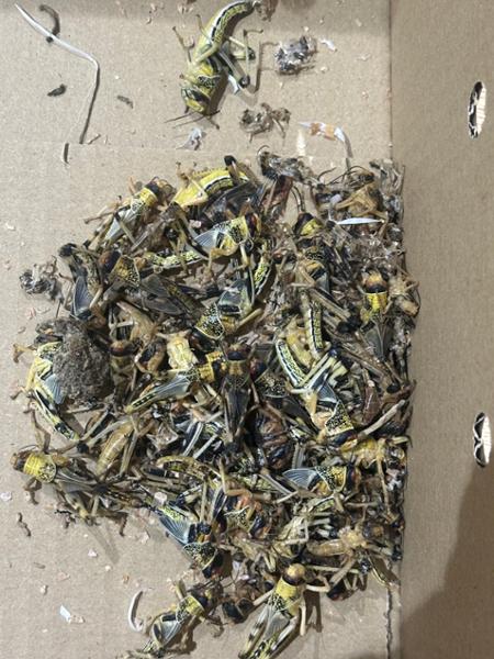 Dead locusts