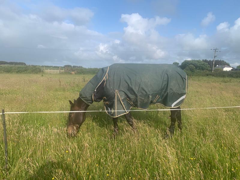 Lightweight 1200D No Fill V2 Standard Turnout Rug