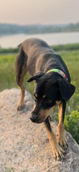 Collars Worth Getting Another Dog For