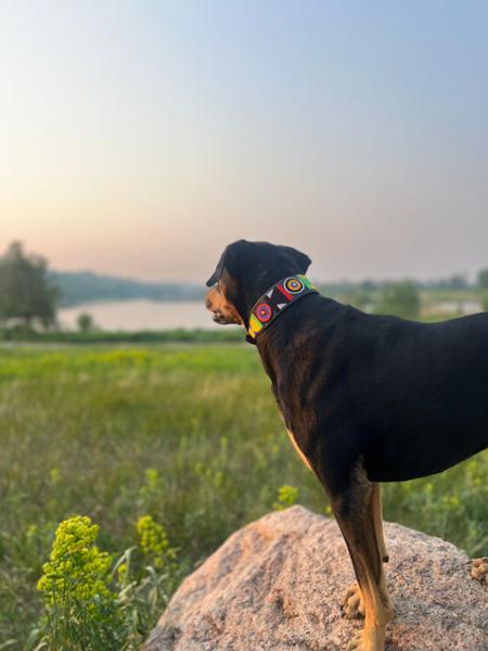 Collars Worth Getting Another Dog For