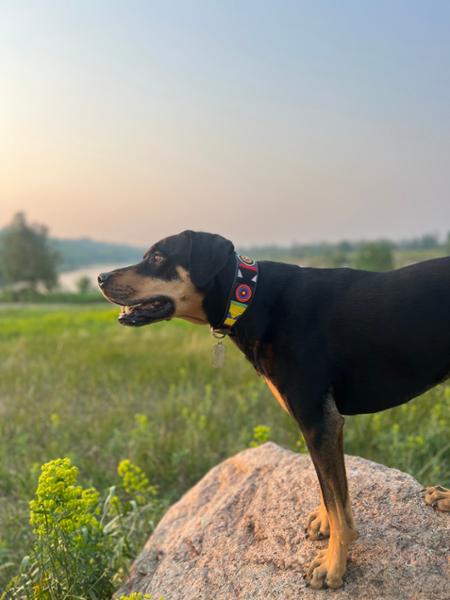 Collars Worth Getting Another Dog For