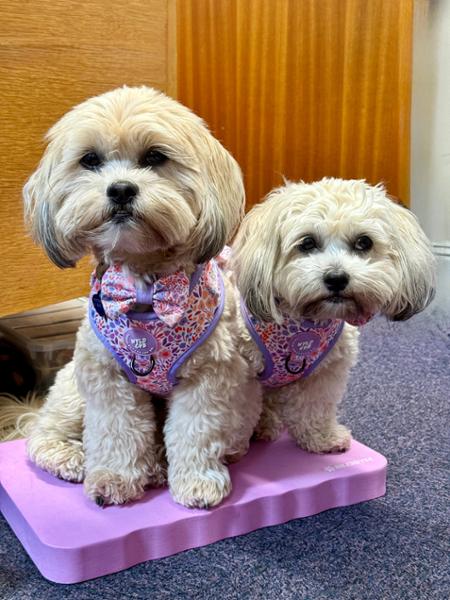 Dog Bow Tie: Notting Hill Lilac