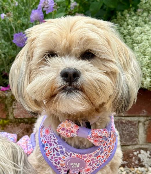 Dog Sailor Bow Tie: Notting Hill Lilac