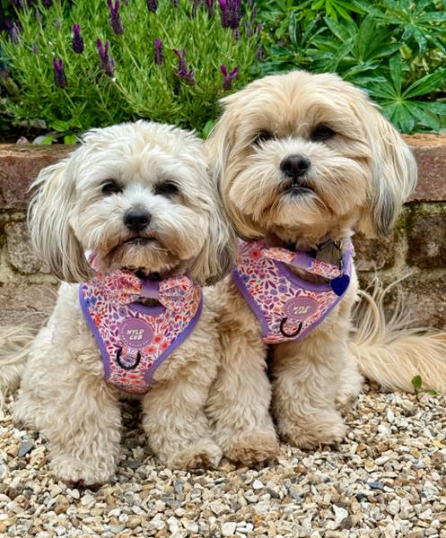Adjustable Dog Harness: Notting Hill Lilac