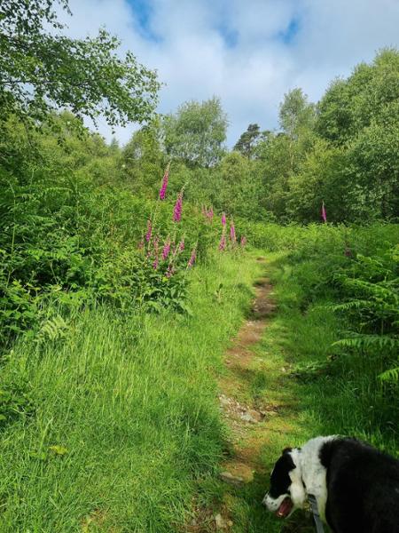 Dinas Emrys