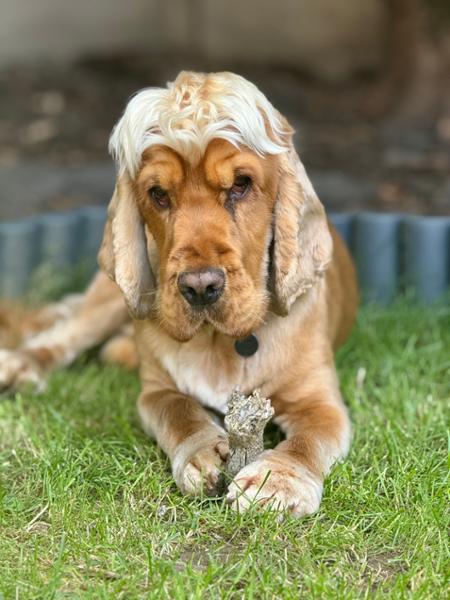 Long Lasting Natural Dog Chews | Fish Hide Chews | Rawhide Free Chews For Dogs | Pooch & Mutt | 100% Cod Hide