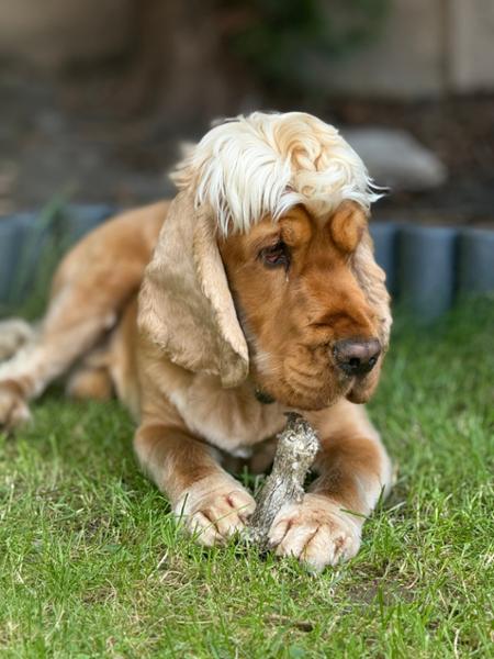 Long Lasting Natural Dog Chews | Fish Hide Chews | Rawhide Free Chews For Dogs | Pooch & Mutt | 100% Cod Hide