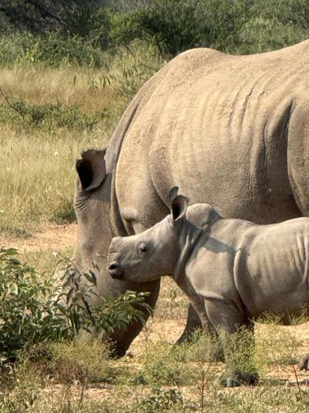 5145-5 Star African Safari