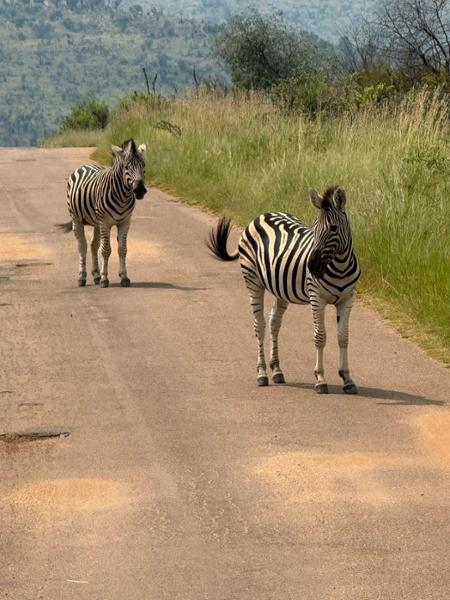 5145-5 Star African Safari