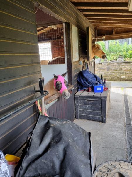 Shetland-Miniature-Section A Pull On Fly Mask With Ears