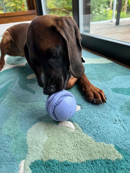 Dog Treat Ball | Fun Puzzle Toy For Bored Dogs | Made From 100% Rubber | Helps Clean Teeth | Pooch & Mutt