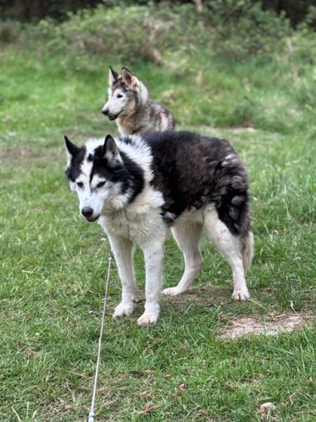 Flexus VS | Ultimate Dog Hip and Joint Supplement