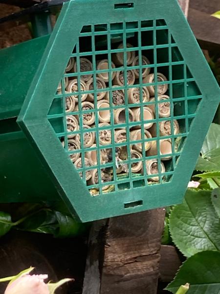 Solitary Bee Nest Box