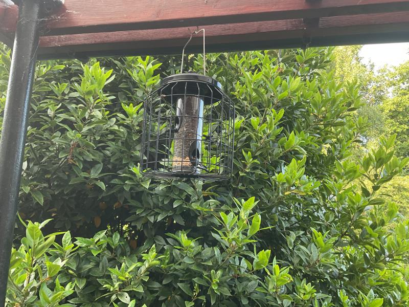 Brussels Seed Bird Feeder Guardian Pack