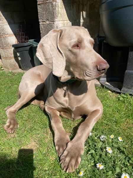 Lily's Kitchen - Chicken & Duck Dry Dog Food - Natural Dry Dog Food - Grain Free Recipe - 1kg to 12kg