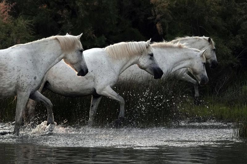 In the Footsteps of van Gogh - Provence and Camargue Photography Tour