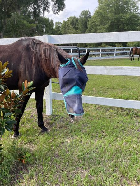 WEATHERBEETA COMFITEC DELUXE FINE MESH MASK WITH NOSE NAVY/TURQUOISE SMALL PONY