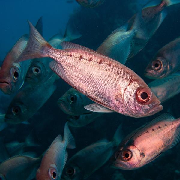 Deep dive into Scuba trips!