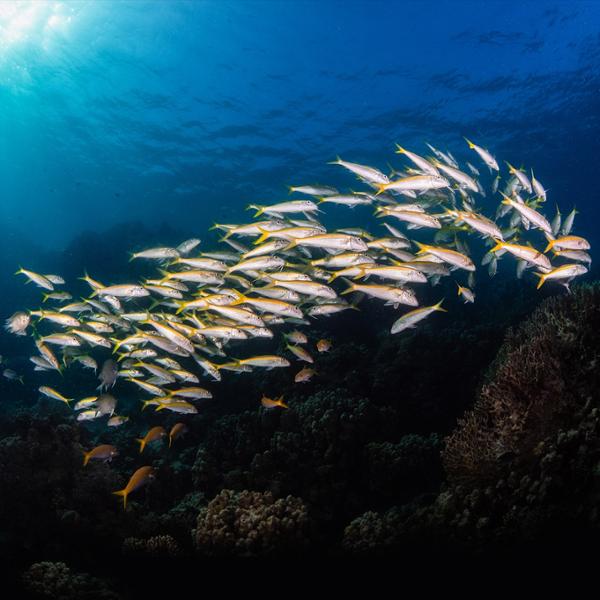 Marsa Shagra