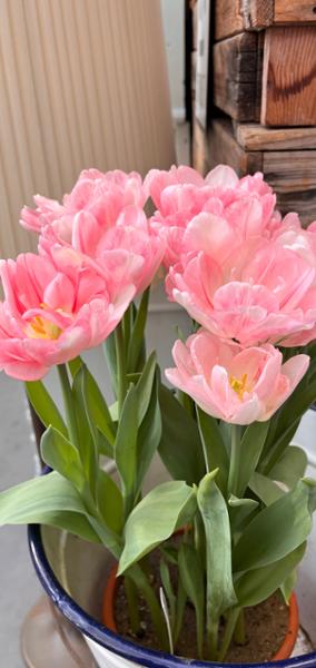 Tulips & Windmills