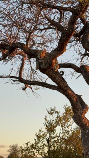 Unforgettable South Africa Journey – Culture, Wildlife, and Luxury Combined