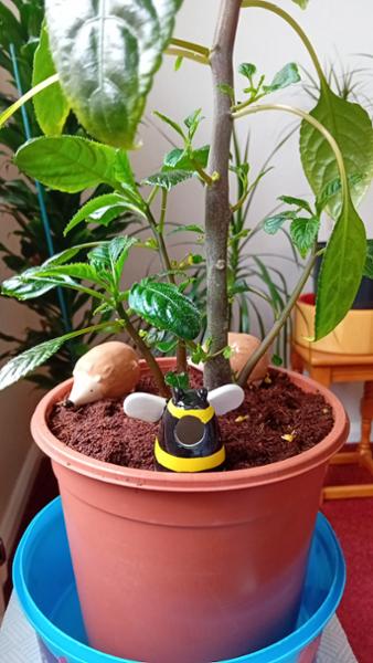 Hedgehog Plant Watering Spike