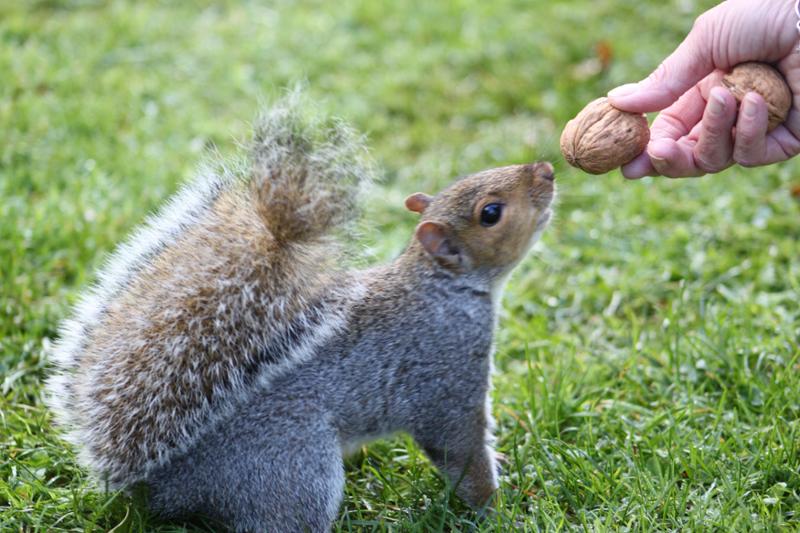 Great selection of wild animal food, and a reasonable price..